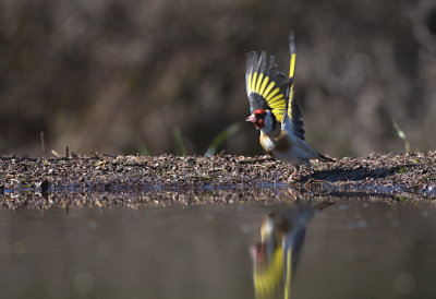 Putter / European Goldfinch (HBN-hut3)