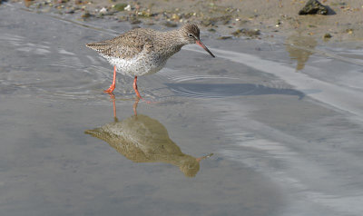 Tureluur / Common Redshank (Oelemars - Losser)