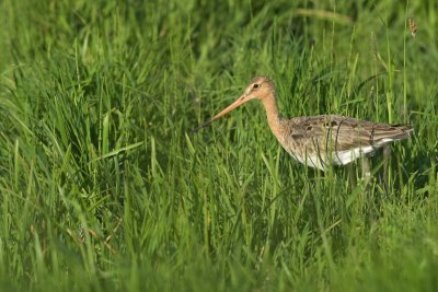 Grutto / Black-tailed Godwit (Land van Maurik)
