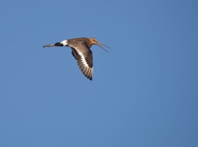 Grutto / Black-tailed Godwit (Land van Maurik)