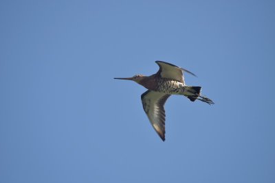 Grutto / Black-tailed Godwit (Land van Maurik)