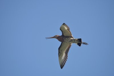 Grutto / Black-tailed Godwit (Land van Maurik)