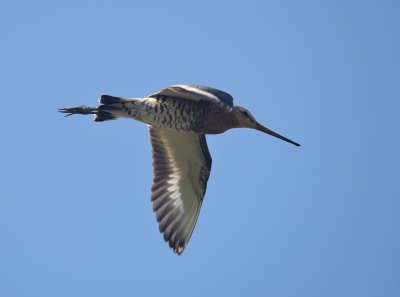Grutto / Black-tailed Godwit (Land van Maurik)