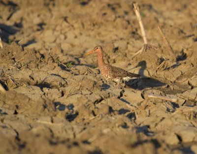 Grutto / Black-tailed Godwit (Land van Maurik)
