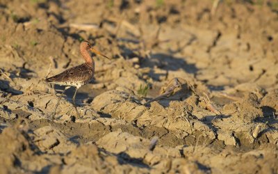 Grutto / Black-tailed Godwit (Land van Maurik)