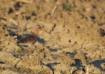 Grutto / Black-tailed Godwit (Land van Maurik)