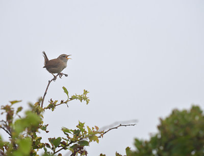 Winterkoning / Winter Wren (Katwijk)