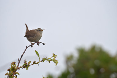 Winterkoning / Winter Wren (Katwijk)