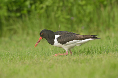 Scholekster / Eurasian Oystercatcher (Katwijk)