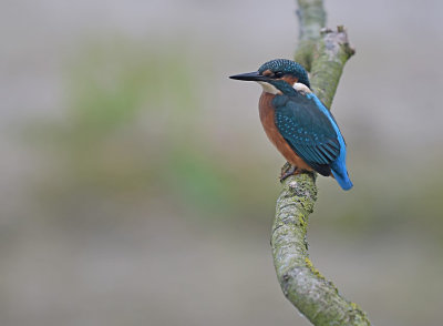 IJsvogel / Common Kingfisher (de Oelemars)