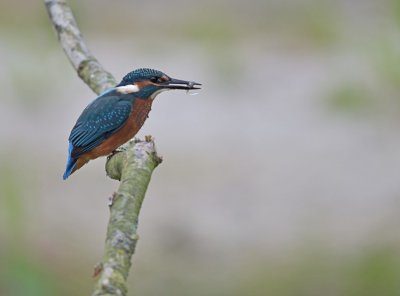 IJsvogel / Common Kingfisher (de Oelemars)