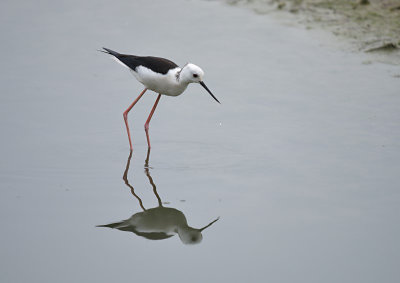 Steltkluut / Black-winged Stilt (Oelemars)