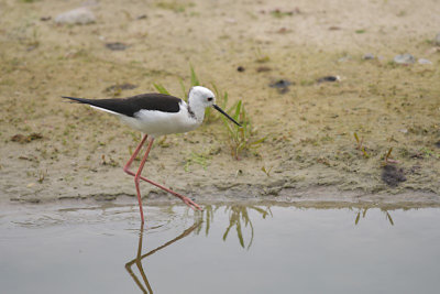 Steltkluut / Black-winged Stilt (Oelemars)