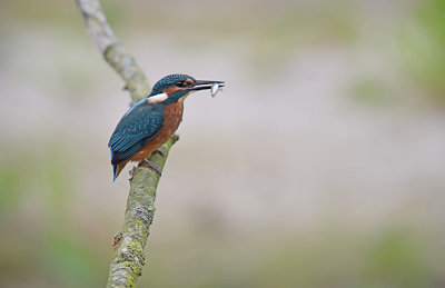 IJsvogel / Common Kingfisher (de Oelemars)