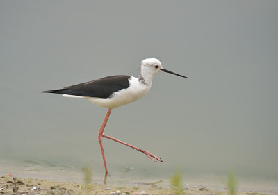 Steltkluut / Black-winged Stilt (Oelemars)
