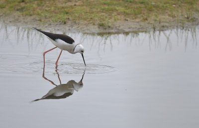 Steltkluut / Black-winged Stilt (Oelemars)
