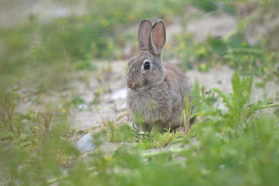 Konijn / Rabbit (Oelemars)
