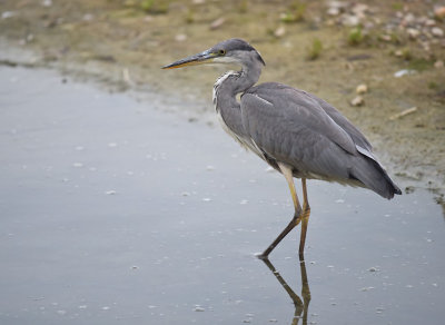 Blauwe Reiger / Grey Heron (de Oelemars)