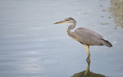 Blauwe Reiger / Grey Heron (de Oelemars)