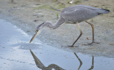 Blauwe Reiger / Grey Heron (de Oelemars)