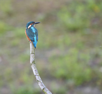 IJsvogel / Common Kingfisher (de Oelemars)