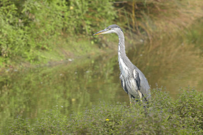 Blauwe Reiger / Grey Heron (de Oelemars)