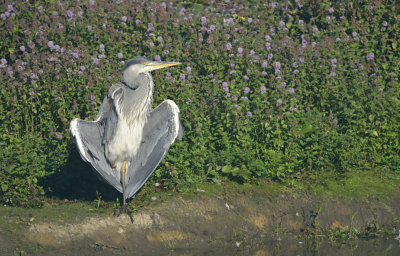 Blauwe Reiger / Grey Heron (de Oelemars)