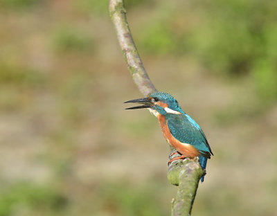 IJsvogel / Common Kingfisher (de Oelemars)