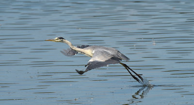 Blauwe Reiger / Grey Heron (de Oelemars)