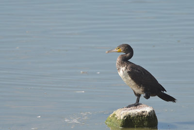 Aalscholver / Great Cormorant (de Oelemars)