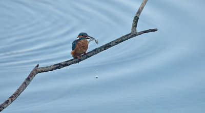 IJsvogel / Common Kingfisher (de Oelemars)