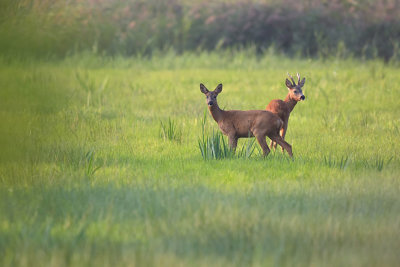 Edelhert / Red deer