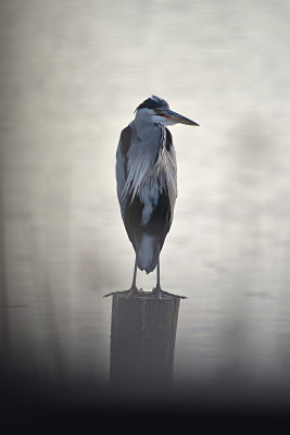 Blauwe Reiger / Grey Heron (de Starrevaart)