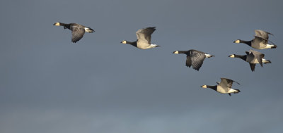 Brandgans / Barnacle Goose (de Starrevaart)