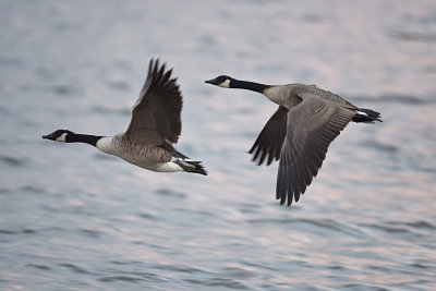 Grote Canadese Gans / Canada Goose (de Starrevaart)