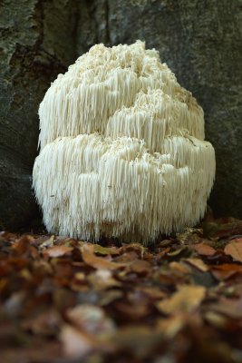 Pruikzwam (zeldzaam) (leuvenumsebos)