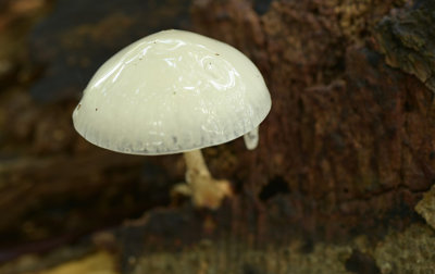 Mycena (Leuvenumsebos)