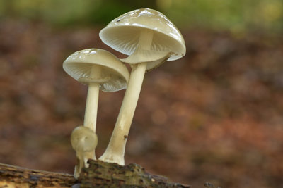 Mycena (Leuvenumsebos)