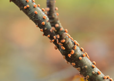 Meniezwammetje (Leuvenumsebos)