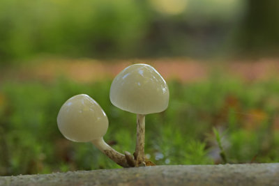 Mycena (Leuvenumsebos)