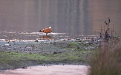 Casarca / Ruddy Shelduck (de Oelemars)