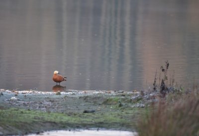 Casarca / Ruddy Shelduck (de Oelemars)