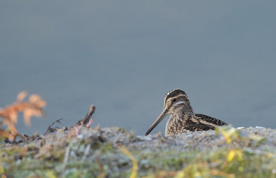 Watersnip / Common Snipe (de Oelemars)