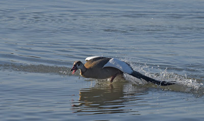 Nijlgans / Egyptian Goose (de Oelemars)
