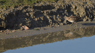 Watersnip / Common Snipe (de Oelemars)