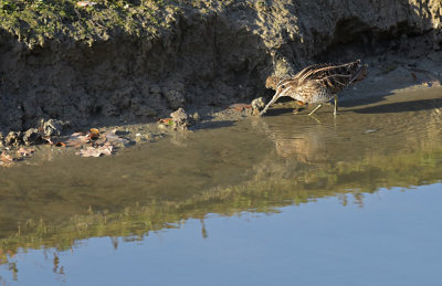 Watersnip / Common Snipe (de Oelemars)