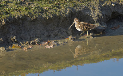 Watersnip / Common Snipe (de Oelemars)