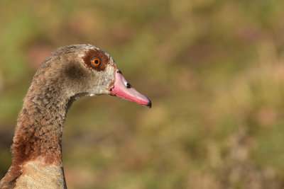 Nijlgans / Egyptian Goose (de Oelemars)