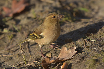 Vink / Common Chaffich (de Oelemars)