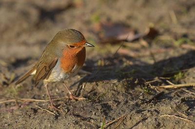 Roodborst / European Robin (de Oelemars)